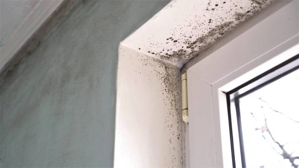 Best Mold Cleaning Services  in Olean, NY