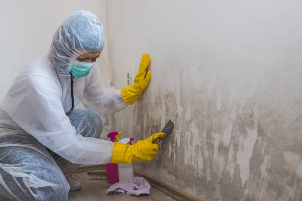 Best Affordable Mold Removal  in Olean, NY