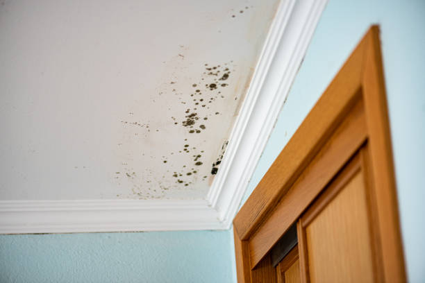 Best Attic Mold Removal  in Olean, NY