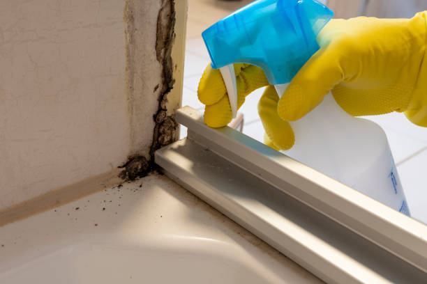 Best Office Mold Removal Services  in Olean, NY