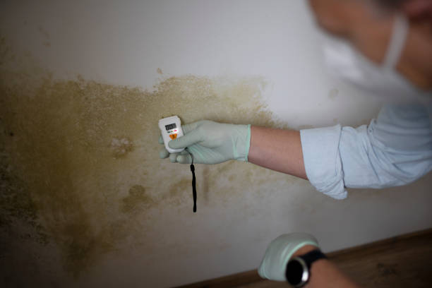 Best Certified Mold Removal  in Olean, NY