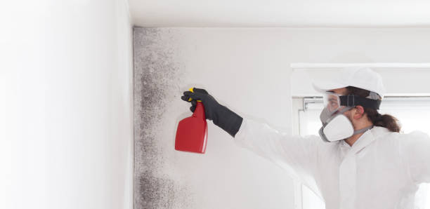 Best Mold Damage Repair  in Olean, NY