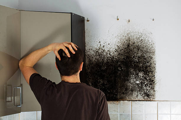 Mold Testing and Removal in Olean, NY