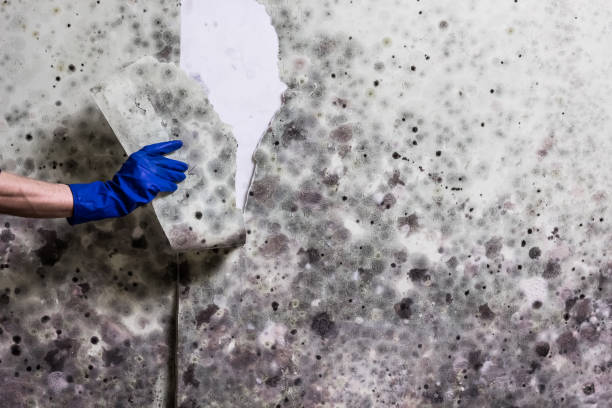 Best Mold Testing  in Olean, NY