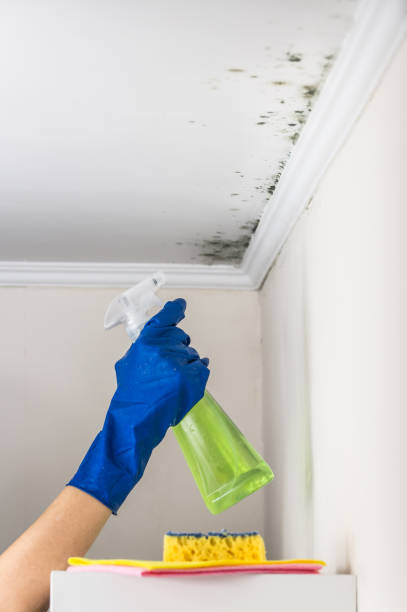 Best Local Mold Removal Service  in Olean, NY